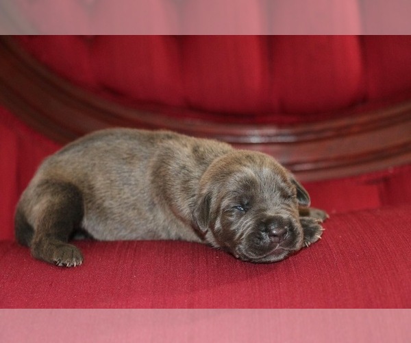 Medium Photo #14 Cane Corso Puppy For Sale in ORLANDO, FL, USA
