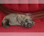 Small Photo #14 Cane Corso Puppy For Sale in ORLANDO, FL, USA