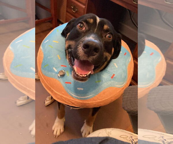 Medium Photo #5 Mutt Puppy For Sale in Ridgefield, CT, USA