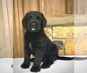 Golden Mountain Dog Puppy for sale in WEST GROVE, PA, USA