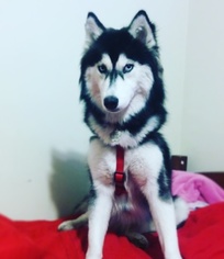 Mother of the Siberian Husky puppies born on 01/08/2018