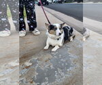 Small #3 Cardigan Welsh Corgi-Pembroke Welsh Corgi Mix