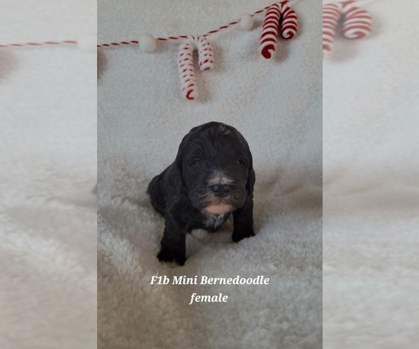 Medium Photo #1 Bernedoodle (Miniature) Puppy For Sale in ELKHART, IA, USA