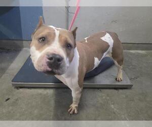 Mutt Dogs for adoption in Camarillo, CA, USA