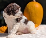 Small #5 Miniature Bernedoodle