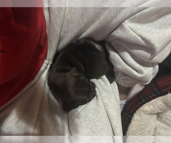 Medium Photo #49 Pug Puppy For Sale in BLOOMINGTON, IL, USA