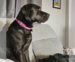 Small #17 American Pit Bull Terrier Mix