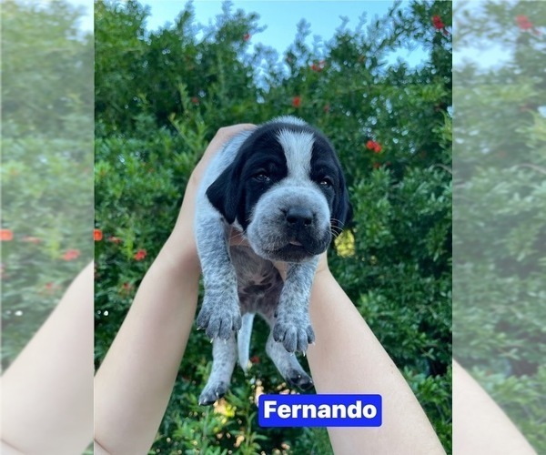 Medium Photo #3 Pointer Puppy For Sale in SACRAMENTO, CA, USA