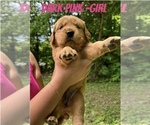 Puppy Dark Pink Golden Retriever