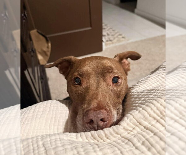 Medium Photo #1 American Pit Bull Terrier-Labrador Retriever Mix Puppy For Sale in Chandler, AZ, USA