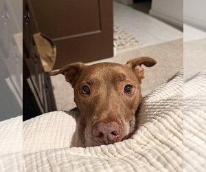 American Pit Bull Terrier-Labrador Retriever Mix Dogs for adoption in Chandler, AZ, USA