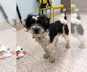 Shih Tzu Dogs for adoption in Brighton, CO, USA