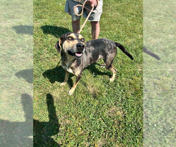 Medium Photo #1 Mutt Puppy For Sale in Abbeville, LA, USA