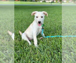 Maltese-Unknown Mix Dogs for adoption in Royal Palm Beach, FL, USA
