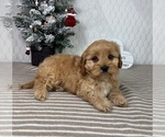 Small #1 Cavapoo (Miniature)