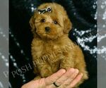 Small #5 Goldendoodle (Miniature)