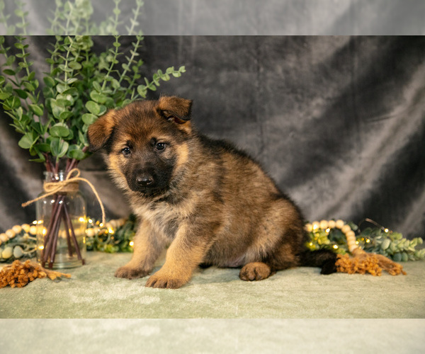 Medium Photo #4 German Shepherd Dog Puppy For Sale in SHIPSHEWANA, IN, USA