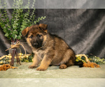 Small Photo #4 German Shepherd Dog Puppy For Sale in SHIPSHEWANA, IN, USA
