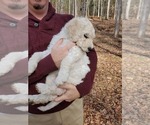 Small Photo #13 Goldendoodle Puppy For Sale in ATHENS, GA, USA
