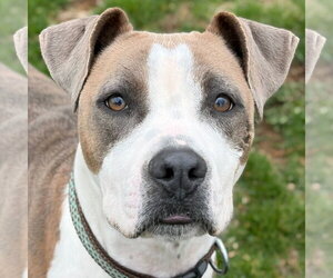 Mutt Dogs for adoption in Jefferson, WI, USA