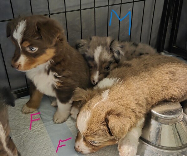 Medium Photo #17 Miniature Australian Shepherd Puppy For Sale in EVERTON, MO, USA