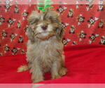 Small #11 F2 Aussiedoodle