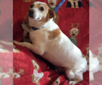 Small #1 Jack Russell Terrier Mix