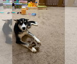 Cannoli - Male Siberian Husky Dog for Adoption - Small photo