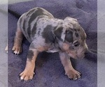 Puppy Gracie American Bully