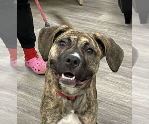 Masti-Bull Dogs for adoption in Minneapolis, MN, USA