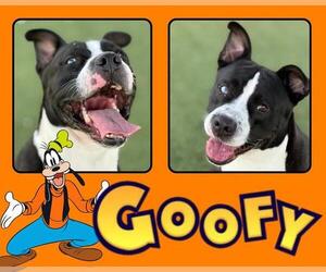 Mutt Dogs for adoption in Pearland, TX, USA