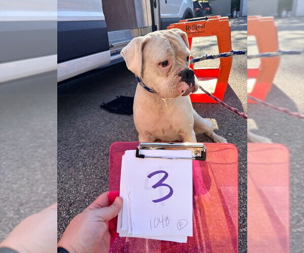 Medium Photo #2 Boxer Puppy For Sale in Dumont, NJ, USA