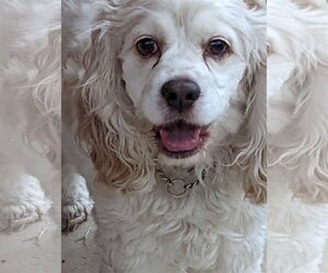 Cocker Spaniel Dogs for adoption in Etters, PA, USA