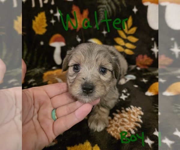Medium Photo #23 Chizer Puppy For Sale in MONTEZUMA, GA, USA