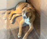 Small #4 Mutt