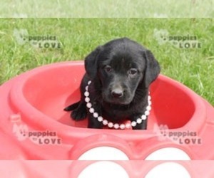 Labrador Retriever Puppy for sale in SANGER, TX, USA
