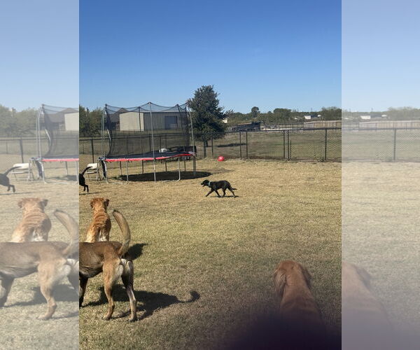 Medium Photo #3 Border Collie-Unknown Mix Puppy For Sale in Royse City , TX, USA