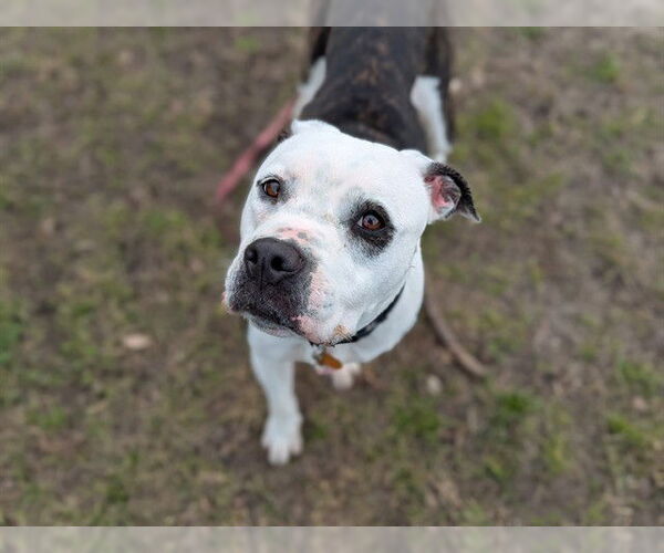 Medium Photo #2 American Pit Bull Terrier-Unknown Mix Puppy For Sale in Ocala, FL, USA