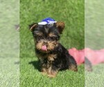 Small #2 Yorkshire Terrier