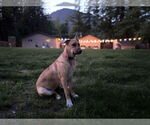 Small #3 German Shepherd Dog Mix