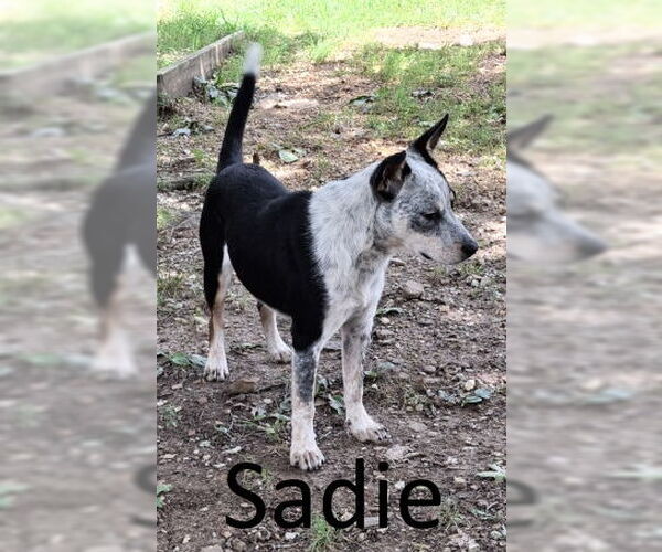 Medium Photo #1 Mutt Puppy For Sale in Mountain View, AR, USA