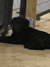 Labrador Retriever Puppy for sale in CLEVER, MO, USA