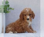 Small #4 Goldendoodle (Miniature)