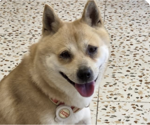 Medium Photo #1 Shiba Inu-Unknown Mix Puppy For Sale in San Ramon, CA, USA