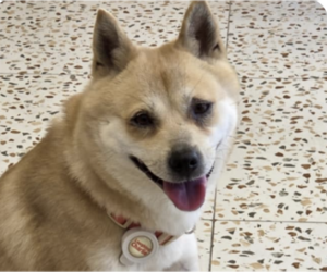 Shiba Inu-Unknown Mix Dogs for adoption in San Ramon, CA, USA