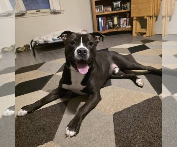 Medium Photo #13 American Bulldog-Unknown Mix Puppy For Sale in New Oxford , PA, USA