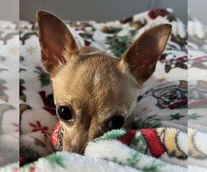 Chihuahua Dogs for adoption in Lexington, SC, USA