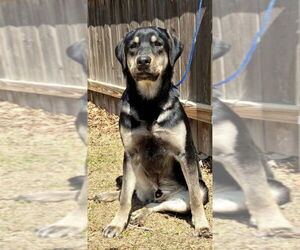 Coonhound-German Shepherd Dog Mix Dogs for adoption in Great Bend, KS, USA