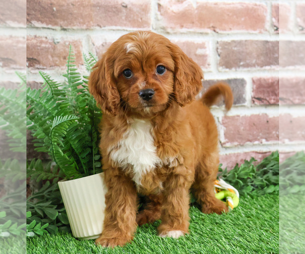 Medium Photo #4 Cavapoo (Miniature) Puppy For Sale in SYRACUSE, IN, USA