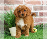 Small Photo #4 Cavapoo (Miniature) Puppy For Sale in SYRACUSE, IN, USA
